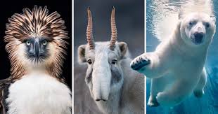 In the past period, more than one animal disappeared for various reasons. Morning News Update Animals Extinct In Uk Five British Animals You Didn T Know Are Endangered Bbc Bitesize When We Question Why Animals Are Extinct We Sometimes See Factors Such As Human