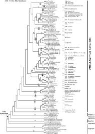Image result for Phyllanthus kaessneri