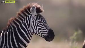 Rt Trtbelgesel Yabanci Hayati Kesfet 09 40 Burak Dogan Soysal In Deneyimleriyle Yabanci Hayati Kesfet Trtbelgesel Https T Co Aqhonggsc Zebra Animals