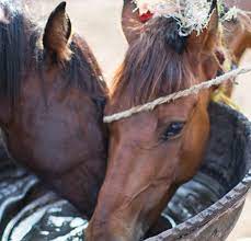 Hay is also sold in cube or pellet form. What Do Horses Eat Spana