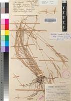 Image result for Aristida canescens