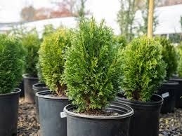 Image result for Hetaeria occidentalis