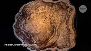 Carbon 14 is not used to date fossils. Carbon Dating The Archaeological Workhorse Is Getting A Major Reboot