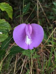 Image result for Centrosema