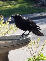 Just found in my yard when searching for some light fittings locally. One Of The Crows Enjoying The Larger Bird Bath I Got For My Yard For Them Crows