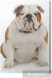 The olde english bulldogge was an attempt to recreate the regency period bull baiter and was developed in the early 1970s by david leavitt, of coatesville, pa. Leinwandbild Englische Bulldogge Pixers Wir Leben Um Zu Verandern