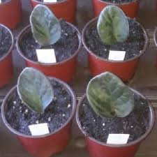 Saintpaulia species and cultivars) as house plants. Pdf Effect Of Plant Growth Regulators On The Propagation Of African Violet Saintpaulia Ionantha H Wendl From Leaf Cuttings