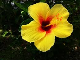 Image result for Hibiscus engleri