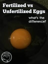 As i already said that the chicken could lay eggs without any mating with a rooster after a certain age. Fertilized Vs Unfertilized Eggs The Cape Coop