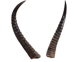 The cavern crasher is a large mystery class dragon that first appeared in the series, dragons: Horn Png Transparent Images Png All