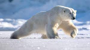 Check spelling or type a new query. Adorable Polar Bear Slips And Slides All Over Ice Youtube