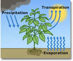 Transpiration is the process in which plants release the water inside it in the form of moisture or water vapor. Evapotranspiration And The Water Cycle