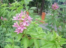 Image result for x Ruttyruspolia