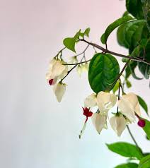 Image result for Clerodendrum