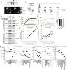 Cells can die in either of two ways. Lysosomal Metabolomics Reveals V Atpase And Mtor Dependent Regulation Of Amino Acid Efflux From Lysosomes Science