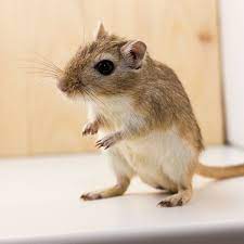 Richard Gere and the Gerbil | Snopes.com