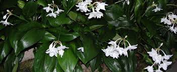 Great savings & free delivery / collection on many items. Eucharis Species Amazon Lily Bethlehem Lily Eucharist Lily Eucharis Grandiflora