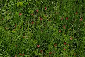 Image result for Indigastrum costatum