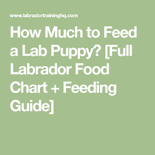 Feeding Your Labrador Puppy What How Much How Often