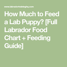 feeding your labrador puppy what how much how often