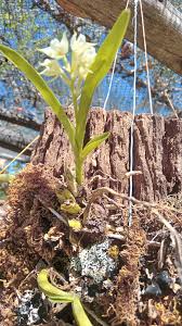 Image result for Polystachya dendrobiiflora