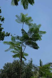 Image result for Parkia