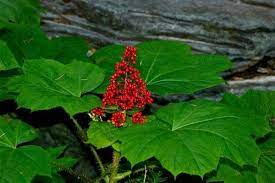 7 Sacred Native American Herbal Remedies