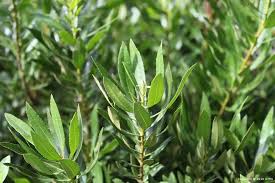 Image result for Myrica