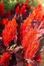 Celosia Better Homes Gardens