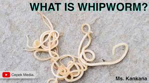 Image result for Whipworm