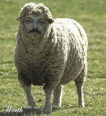 The Sheep Man Animals Animals Wild Pet Birds