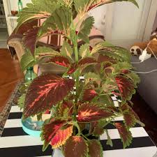 Image result for Coleus cylindraceus