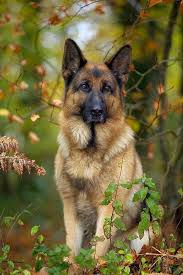 Tick Season What You Need To Know To Keep Your Dog Safe Kopek