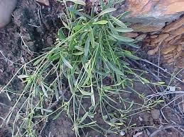 Image result for Centella glabrata
