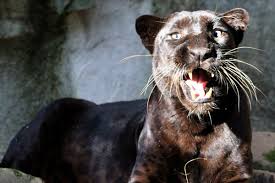 This mutation causes the skin and fur. Black Panther Facts Big Cat Rescue