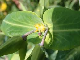 Image result for Erythrococca kirkii