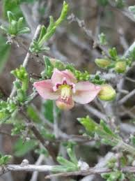 Image result for Grona ramosissima