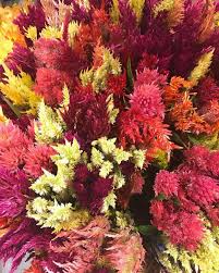 Celosia Pampas Plume Mix Instagram Posts Instagram Instagram Photo