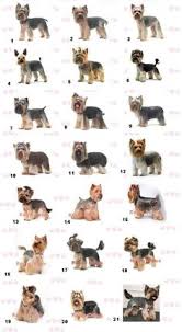 We did not find results for: 48 Dog Grooming Ideas Dog Grooming Grooming Cute Dogs