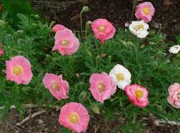 Therefore, the easiest method for how to grow oriental poppies is to sow the seeds directly into the ground. Know Your Poppies