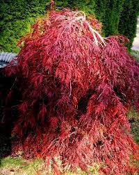 This weeping japanese maple starts the season with bright burgundy new. Amazon Com Red Dragon Weeping Lace Leaf Japanese Maple 2 Year Live Plant Maple Trees Garden Outdoor