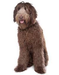 Like humans, all dogs shed at least a little hair at one time or another. 40 Dogs That Don T Shed The Best Non Shedding Breeds