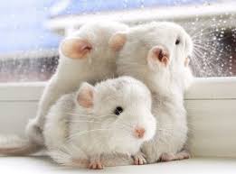 A review of the top three bird species that make the best pets for children. Images Of Cute Small Pets For Kids