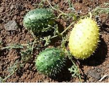 Image result for Cucumis zeyheri