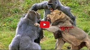 Check spelling or type a new query. Gorilla Vs Lion Real Fight Lions Kill And Eat Baboon Wild Animal Attacks 18