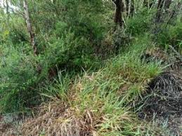 Image result for Urochloa eminii