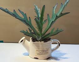 Image result for Kalanchoe laciniata