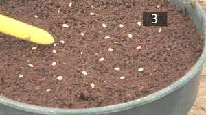 Grow fabulous food and flowers from seeds, then save seeds to make next year's garden even better. How To Plant Seeds In Pots Gardening Ideas Tips Advice Homebase Youtube