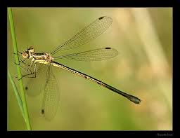 Delicacy Photographer Fernando Dinis Beautiful Nature Photo Dragonfly