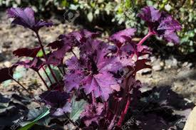 Heuchera Micrantha At Sunny Sping Day Stock Photo Picture And Royalty Free Image Image 58794371 Heuchera micrantha is a species of flowering plant in the saxifrage family known by the common name crevice alumroot. heuchera micrantha at sunny sping day
